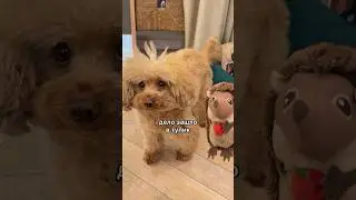 Груша ДЕТЕКТИВ! Адвент календарь день 9