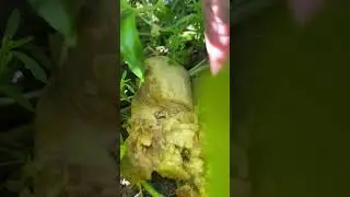 Bất ngờ phát hiện trái dưa gang bự chà bá nhưng hư 