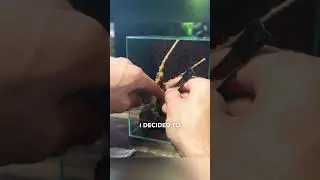 Tiny Snail Paludarium Build!🐌