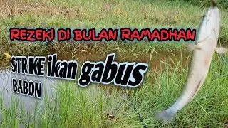 Spot Mancing ikan gabus & Lembat , Penghuninya Krucilan