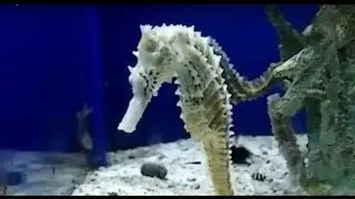 Seahorses eating guppies and ghost shrimp
