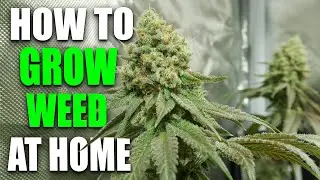 HOW TO GROW WEED: EASY COMPLETE GUIDE for Beginners - Indoor Cannabis - 2024