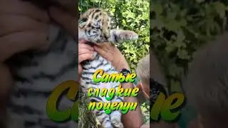 По морде видно, что он мальчик. #тайган #тигрята #олегзубков #shortvideo