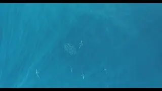 Watch these predatory fish use rapid color changes to coordinate attacks!