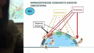 Андреева А.В., Современные взгляды на применение аналогов соматостатина в терапии акромегалии.