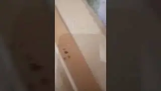 Parke İçinde Tahtakurusu İlaçlama