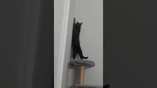 #котикиправятмиром #кот #котики #коты #cat #catlover #catshorts #cats #catvideos #catsofinstagram