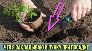 Вот какую СМЕСЬ я закладываю в ЛУНКУ при пересадке Огурцов Томатов и Перцев Получаем ранний УРОЖАЙ