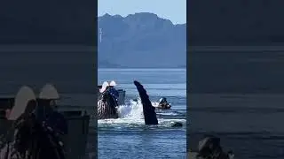 Whales Leap To Say Hi To Boats During Meal Time! 🐋