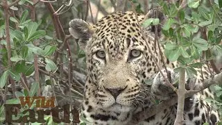 WildEarth - Sunset  - 20 August 2021