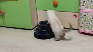 Шотландские, Британские котята, кошечки и котики в продаже 89686112288.