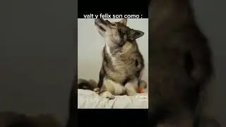 felix?!! y no era que odiabas a valt por ser un lobo 🤨
