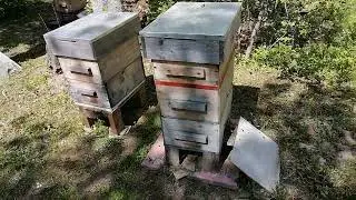 Пока роевого нет.