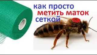 #bees