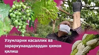 Узумни касаллик ва зараркунандалардан ҳимоя қилиш