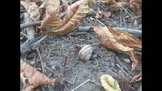 А Приставкин.Ночевала тучка золотая. Часть 6.