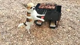 Собака жарит шашлык