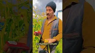 Mili tohum #tohum #millitohum #çifçi