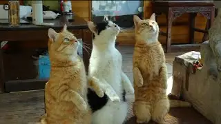 Isn't it cool for three well-trained Chinese cats to line up to eat?🐈🐈‍⬛🐈