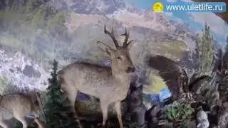 Три Медведя Алтай контактный зоопарк