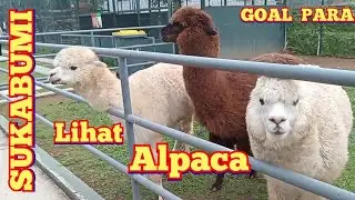Alpaca Kuda Poni