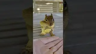 HOW MANY PEANUTS CAN THE CHIPMUNK FIT IN ITS CHEEKS?! 🤯🥜😱 #shorts