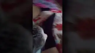 #кошка