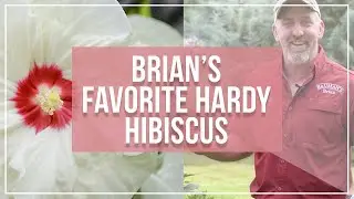 Brian's Favorite Hardy Hibiscus | Plant Care Tips | Star of the Garden | Perennials