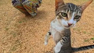 Teenage kittens will run towards us every time they see us and are happy.