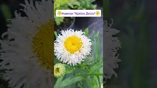 СУПЕР НЕПРИХОТЛИВЫЕ МНОГОЛЕТНИКИ ДЛЯ ВАШЕГО САДА! #сад #цветы #многолетники