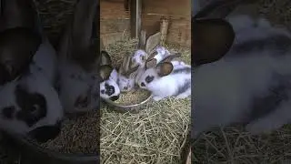 КРОЛИХИ НА РАЗВОД