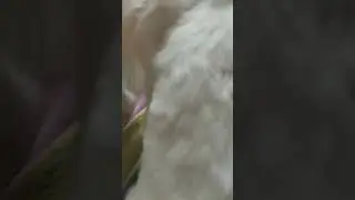 что за скример в конце аххах #смех #жиза #кот