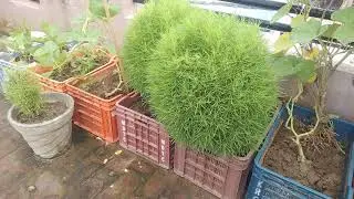 my kochia update 🌳🌳🌳🌿🌱☘️#kochia #greenery