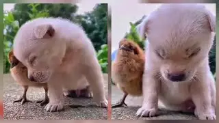 WHEN YOU ARE JUST TOO TIRED
