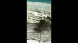 Wheel bug killing Ground beetle