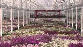 JMP Flowers Deutsch Version