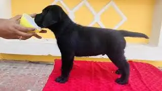 Black Labrador retriever puppy