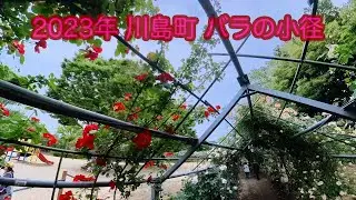 川島町 バラの小径 2023 | Kawajima's The Longest  Rose Tunnel in Japan