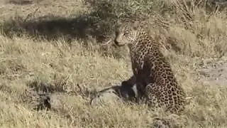 Leoparın Domuz Avı
