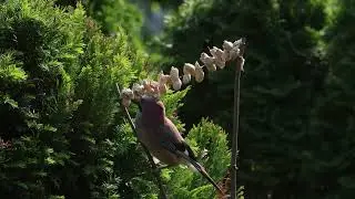 Garten 2023 - Eichelhäher in Slow Motion #2
