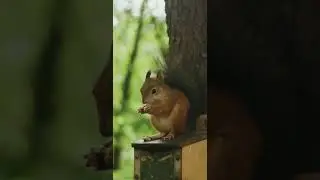 A squirrel is eating  nuts...🐿️#nature #NaturePhotography