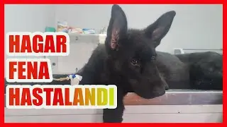 PARVO BERBAT BİR HASTALIK - PARACI VETERİNER KLİNİKLERİ #almankurdu