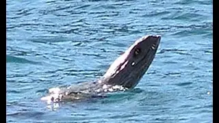Cryptids and Monsters:  Nahuelito, Argentina's Lake Monster, a potential long lost dinosaur!!
