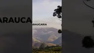 Specie speciali fanno la loro comparsa #documentario #dinosauri