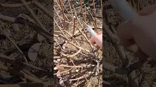 обрезка гортензии!