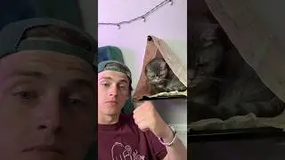 ШАЛАШ ИЗ ЛАВАША ДЛЯ КОШКИ!
