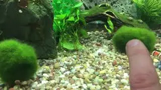 New Red Cherry Shrimp in 180 litre
