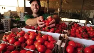How to Grow a Great Organic Tomato