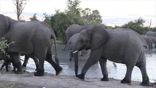 Elephants at sunset Chobe National Park