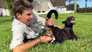 MY CAT CAN’T POOP ! WHAT HAPPENED ?!